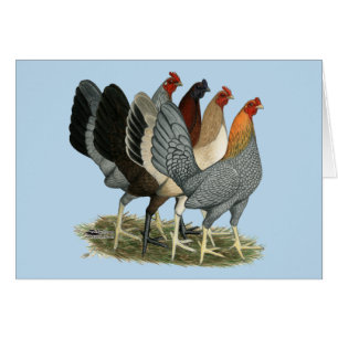 Cartão Quatro Galinhas Gamefowl
