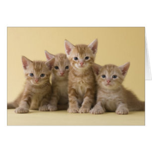 Cartão Quatro Gatinhos de Shorthair Americanos