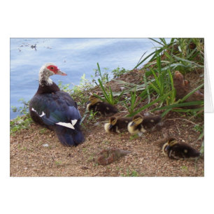 Cartão Quatro patinhos do lil