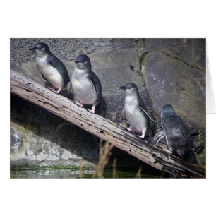 Cartão Quatro pinguins pequenos