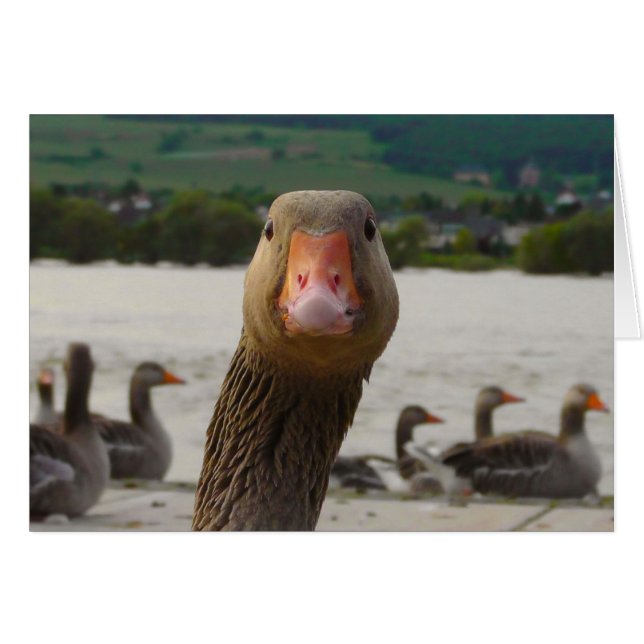 Cartão Que você está olhando? (Cara engraçada do ganso) (Frente Horizontal)