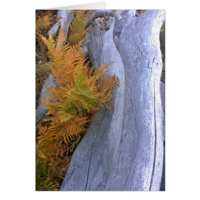 Cartão Quebra de Colchetes de Florestas (Frente)