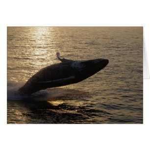 Cartão Quebra de Humpback