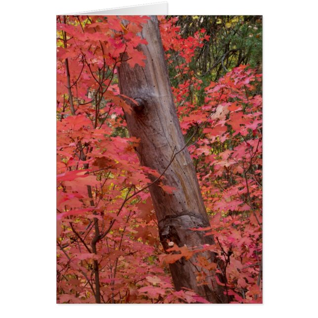 Cartão queda de rosa em Sedona (Frente)