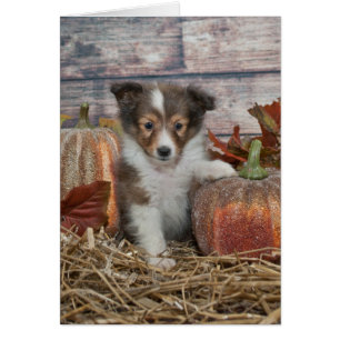 Cartão Queda Sheltie Puppy