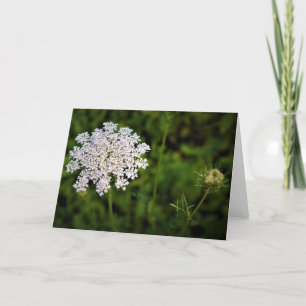 Cartão Queen Anne’s Lace, card