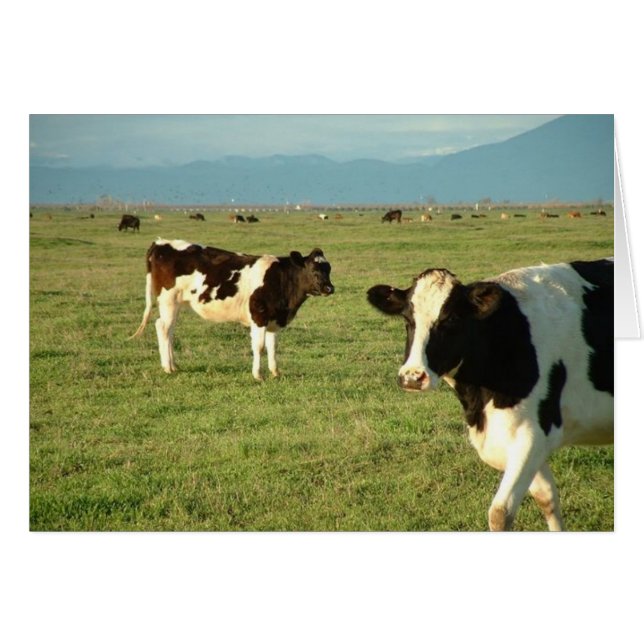 Cartão queijo de vaca (Frente Horizontal)