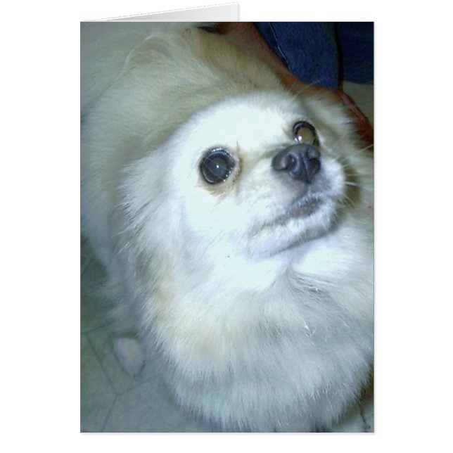 Cartão Quem Eu? Pomerânia Puppy (Frente)