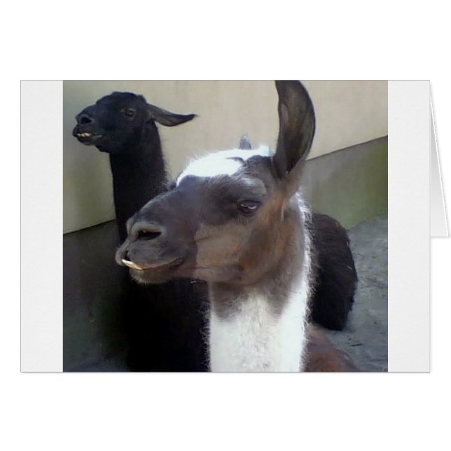 Cartão Quem sou eu? Zoo Llama design (Frente Horizontal)