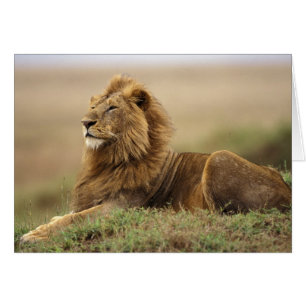 Cartão Quênia, Masai Mara   Leão macho