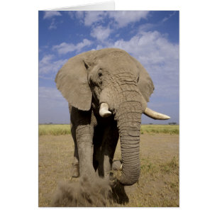 Cartão Quênia: Parque Nacional de Amboseli, elefante masc
