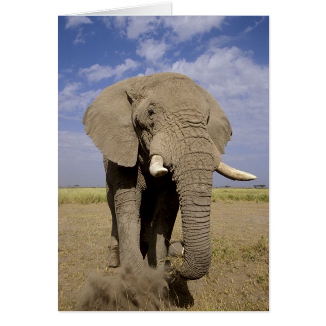 Cartão Quênia: Parque Nacional de Amboseli, elefante masc (Frente)