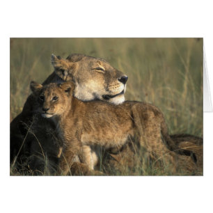 Cartão Quênia, Reserva de Caça Masai Mara, Leoa