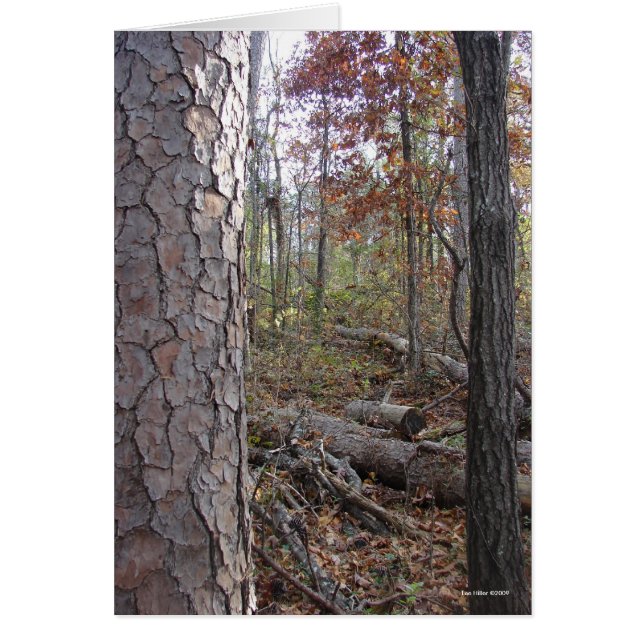 Cartão Quente Primavera National Park Mt, AR Peak Trail (Frente)