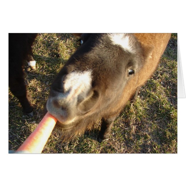 Cartão Quer um Cenoura? (Frente Horizontal)