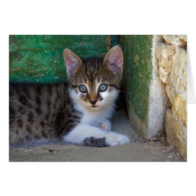 Cartão Querido Tiger Cat Baby (Frente Horizontal)