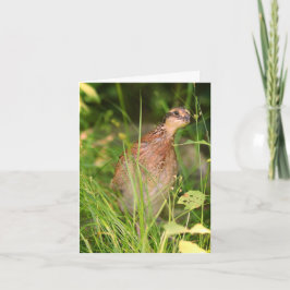 Cartão Quiet Quail Peeks Out from the Brush (Pé Silencios