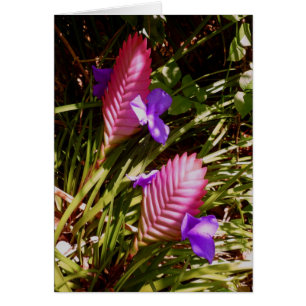 Cartão Quill cor-de-rosa Bromeliad
