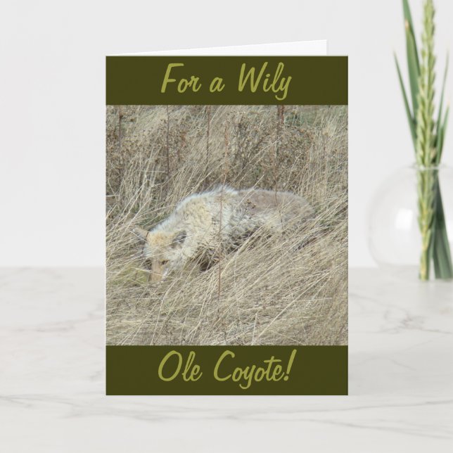 Cartão R13 Coiote em Grama Alto (Frente)