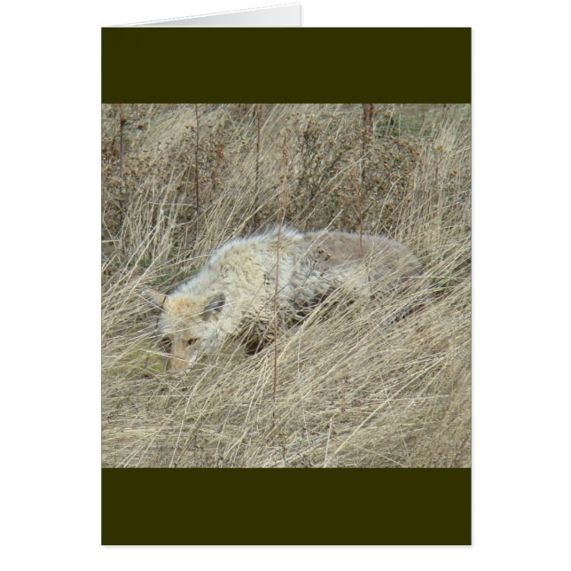 Cartão R13 Coyote em Grama Alto (Frente)