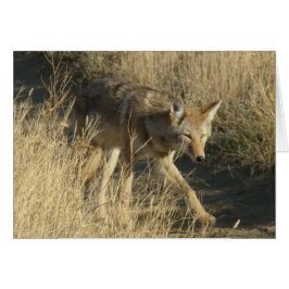 Cartão R14 Coyote Caminhando