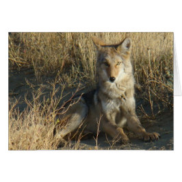 Cartão R15 Coyote Deitado