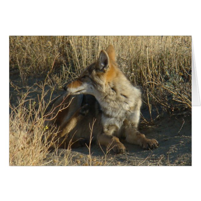 Cartão R16 Coyote Scratching (Frente Horizontal)