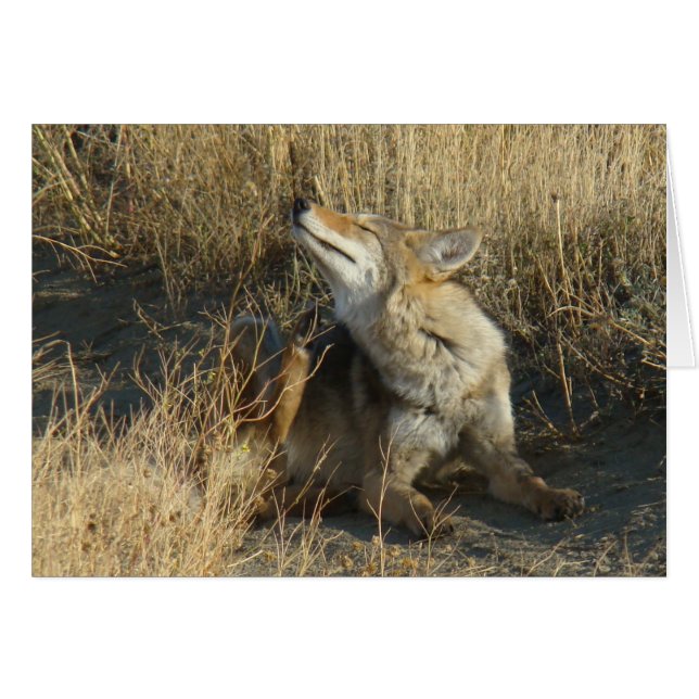 Cartão R17 Coyote Scratching (Frente Horizontal)
