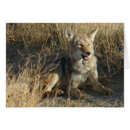 Cartão R18 Coyote Lay