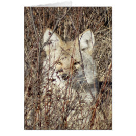 Cartão R21 Coyote "Vigiando você"