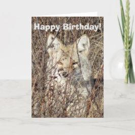 Cartão R21 Coyote "Vigiando você"