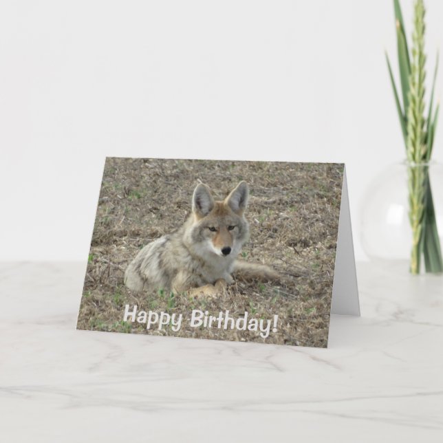 Cartão R22 Coyote Lay (Frente)