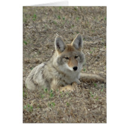 Cartão R22 Coyote Lay