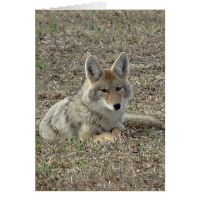 Cartão R22 Coyote Lay (Frente)