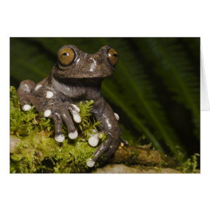 Cartão Rã-árvore Cativa Tapichalaca Hyloscirtus 3