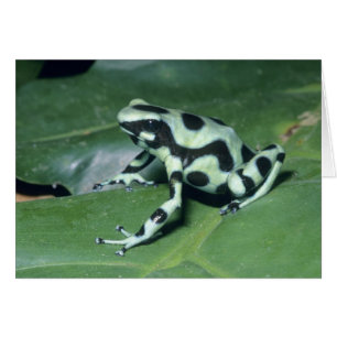Cartão Rã-veneno, (Dendrobates auratus) Cahuita