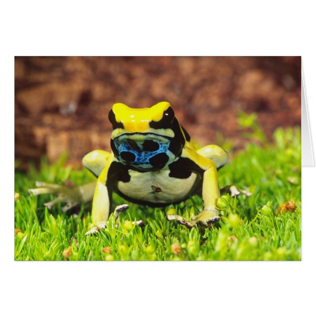 Cartão Rã venenosa, Dendrobates tinctorius, (Frente Horizontal)
