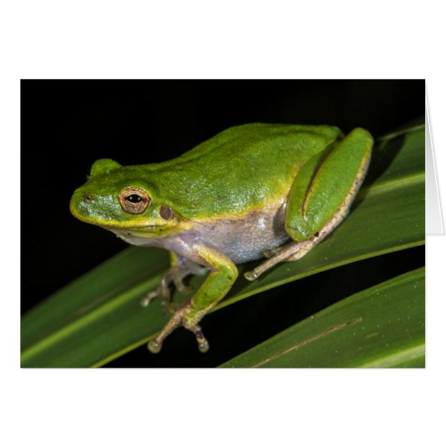 Cartão Rã-verde (Hyla cinerea) 2 (Frente Horizontal)