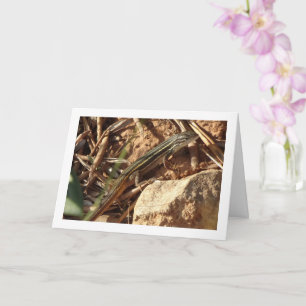 Cartão Raça de areia argelina, Psammodromus Algirus, Liza