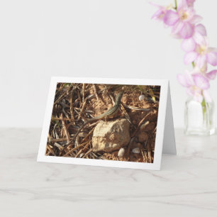 Cartão Raça de areia argelina, Psammodromus Algirus, Liza