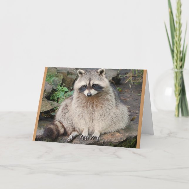 Cartão Raccoon (Frente)