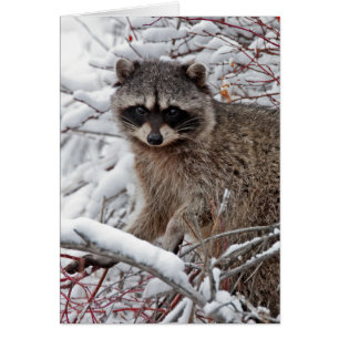 Cartão Raccoon