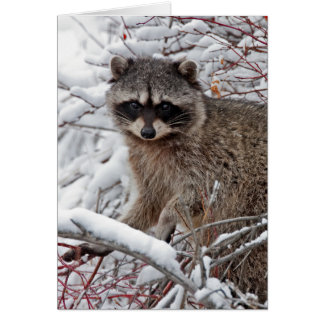 Cartão Raccoon