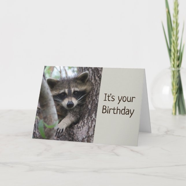 Cartão Raccoon divertido num ponto apertado Aniversário (Frente)