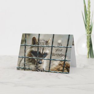 Cartão Raccoon Divertido Você Capturou Meu Coração Te Ama