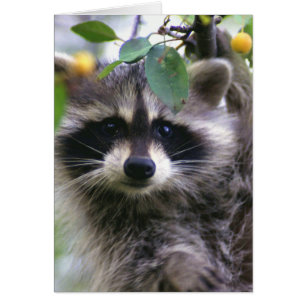 Cartão Raccoon na placa de Vazio da Árvore Crabapple