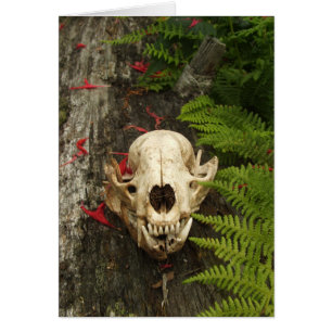 Cartão Raccoon Skull Old Log Ferns Red Bee Balm Petals