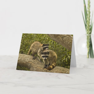 Cartão Raccoons