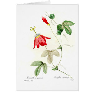 Cartão Racemosa do Passiflora