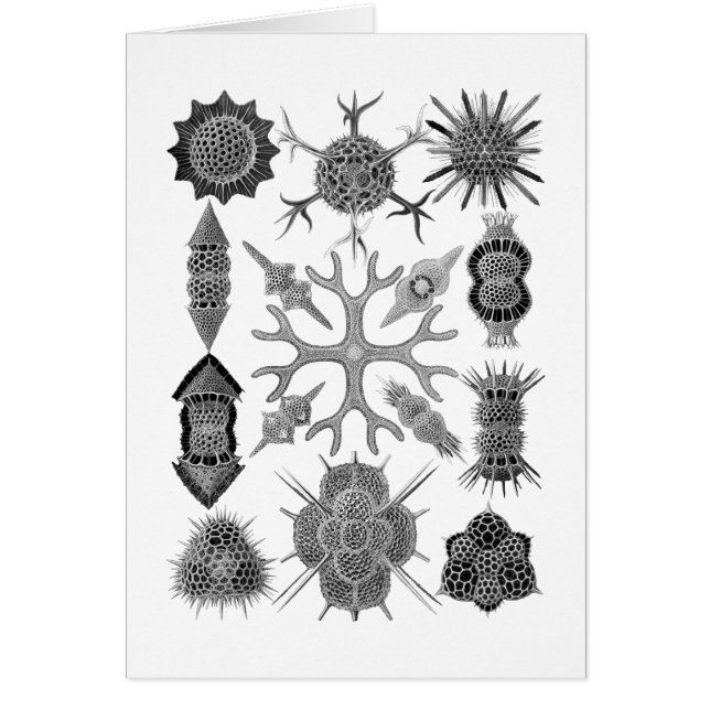 Cartão Radiolarians - protozoários amoeboid (Frente)